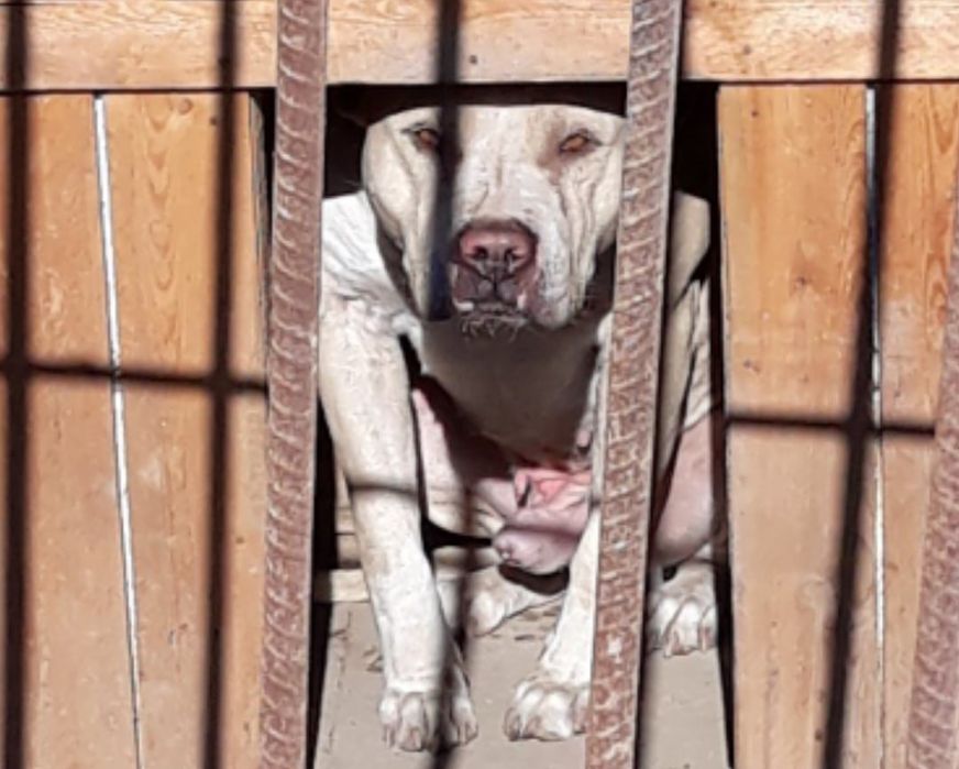 Предлогается на вязку кабель !