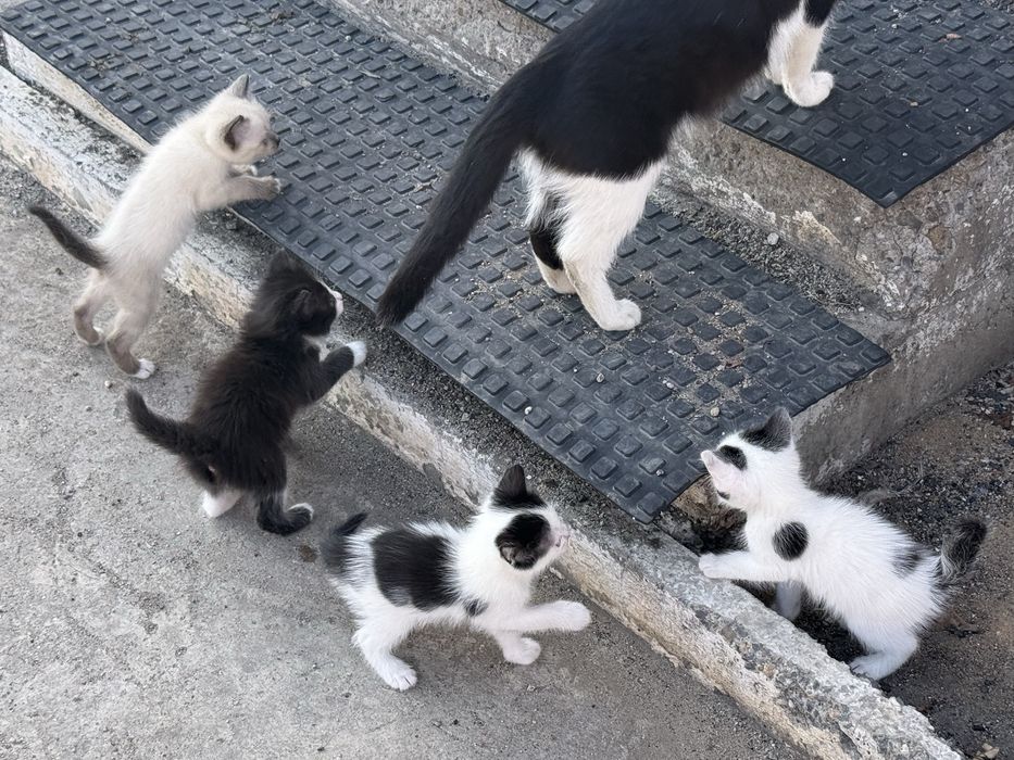 Котята 1 месяц , отдаем в добрые руки