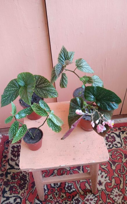 Бегонии сортовые