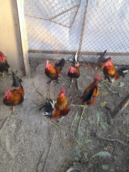 Pereche LILIPUTI Gaina + Cacos din vara anului trecut