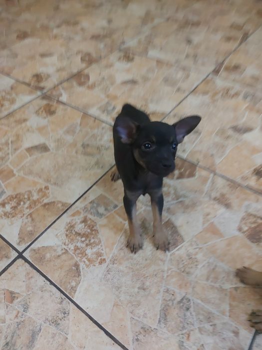 Продам щенков той терьера