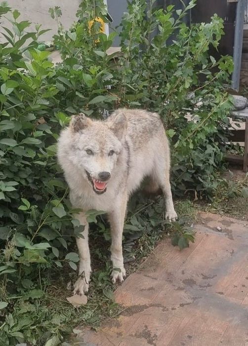 Чучело волчицы да