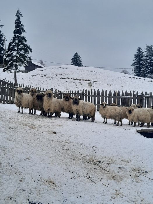 Vând 15 oi bucalai si un mior