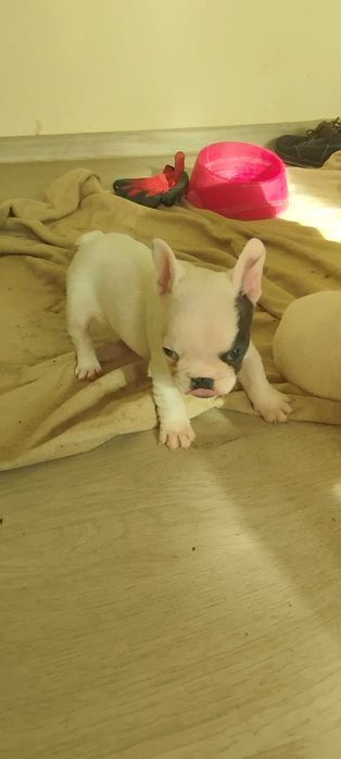 Френски булдог, домашен приятел