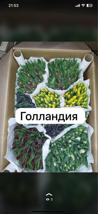 Самые крупные тюльпаны в Астане и Петропавловске бутон 10 см