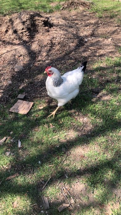 Инкубационные яйца адлер