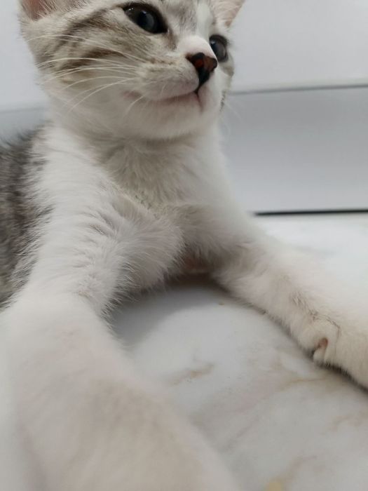 o'rgatilgan mushukcha
