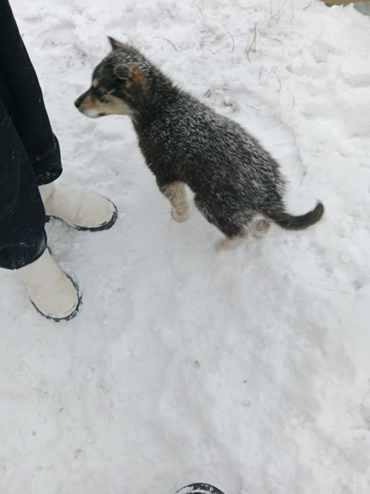 Отдам в добрые руки