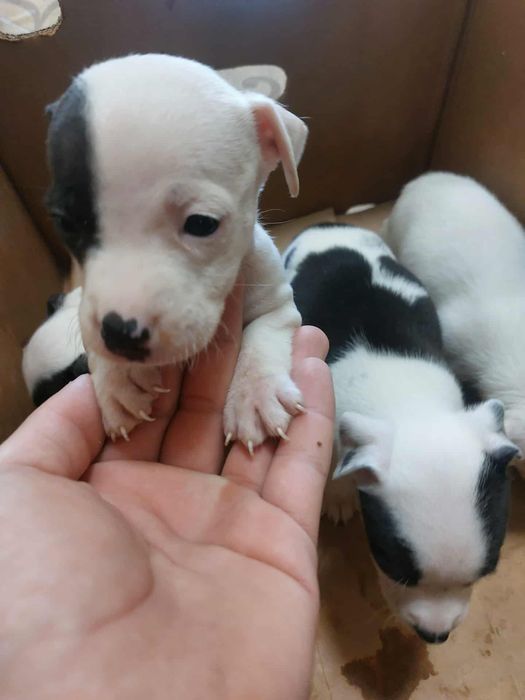 Малки питбулчета