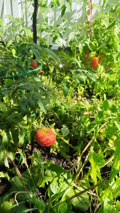 Сдам дом в аренду