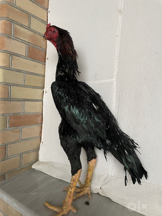 O shamo zot Tanachi vesi 5,3 kg Oʻyini ham bor