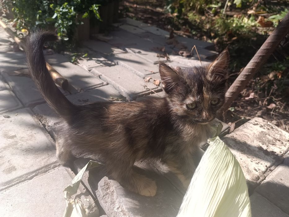 Отдам котят бесплатно