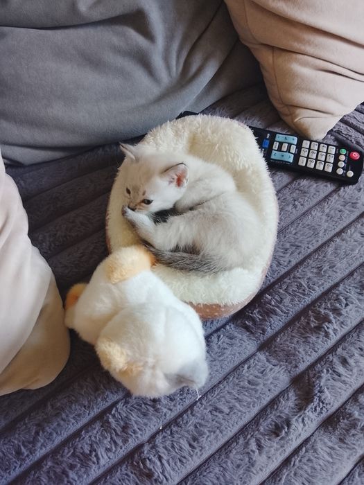 Отдам котёнка девочку.