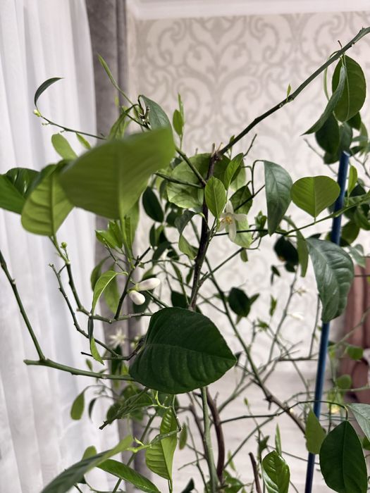 Продам лимонное дерево