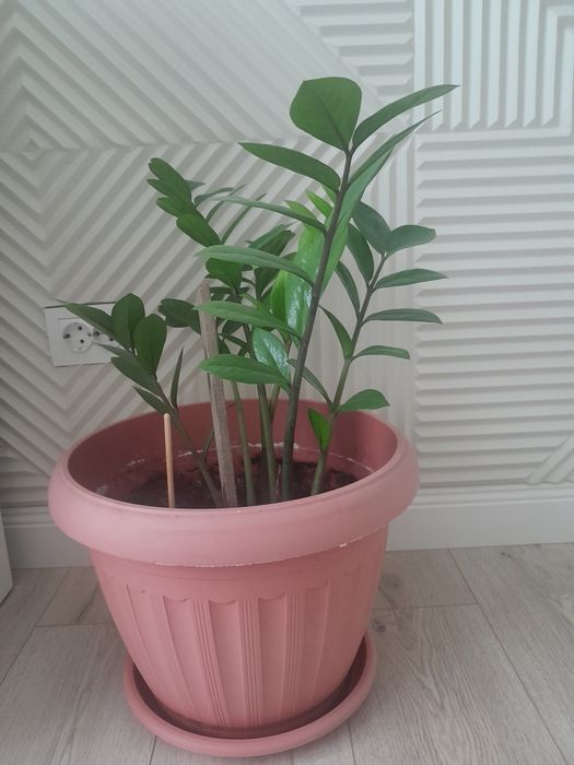 Цветы комнатные 4 шт.