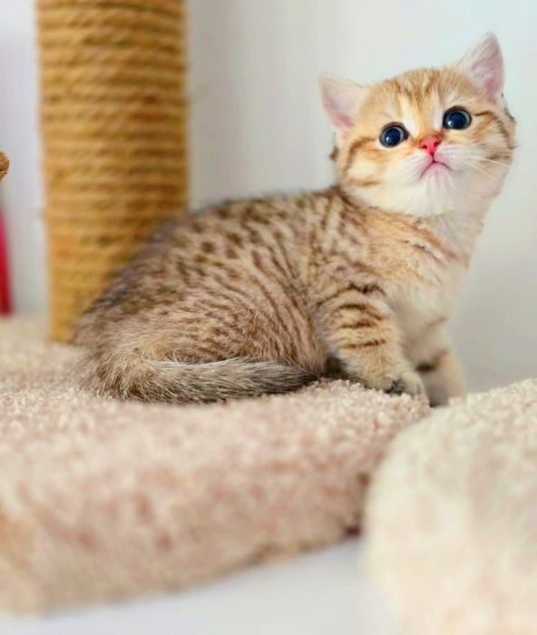 Кошечка шотландская скоттиш страйт.