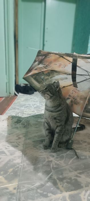 Отдаю кота даром