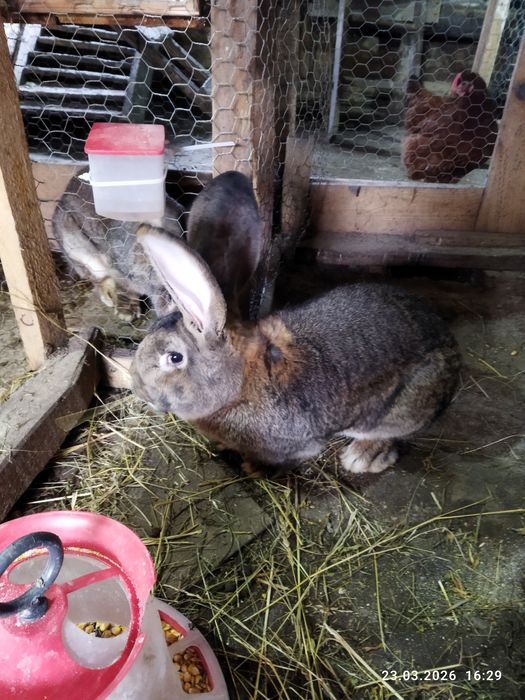 Mascul adult uriaș german, pui uriaș german