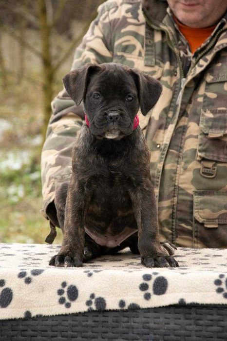 Cane Corso 2 luni femela tigrat