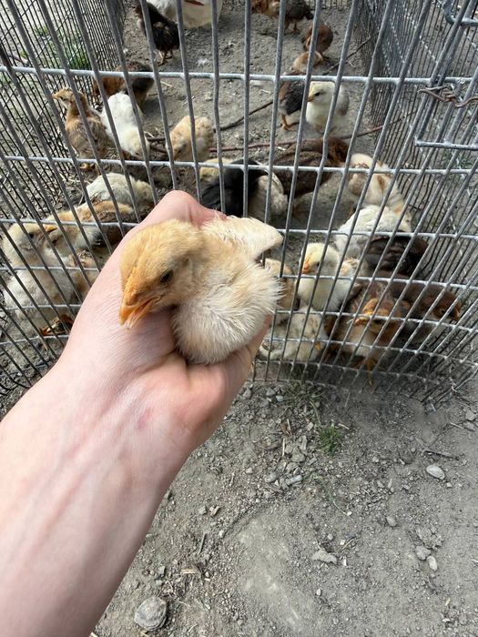 Xonaki jojalar sotiladi