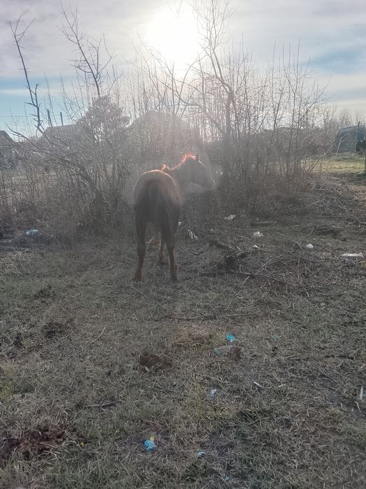 Продам лошади кобыл тай