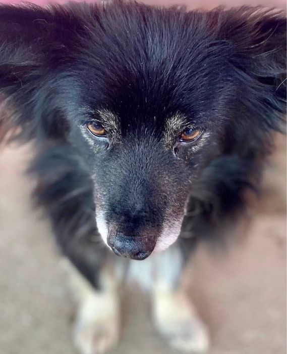 Собака (кобель)