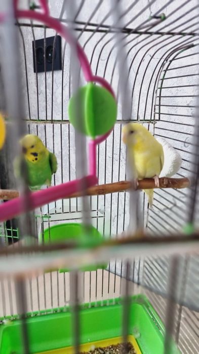 Волнистые попугаи