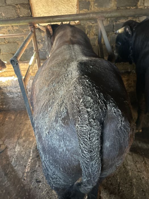 Продаю бычки откорм