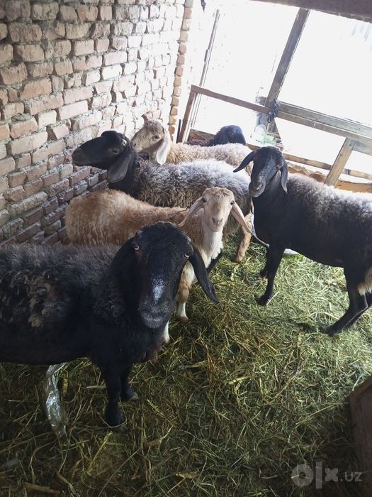 Qo'ylar sotiladi