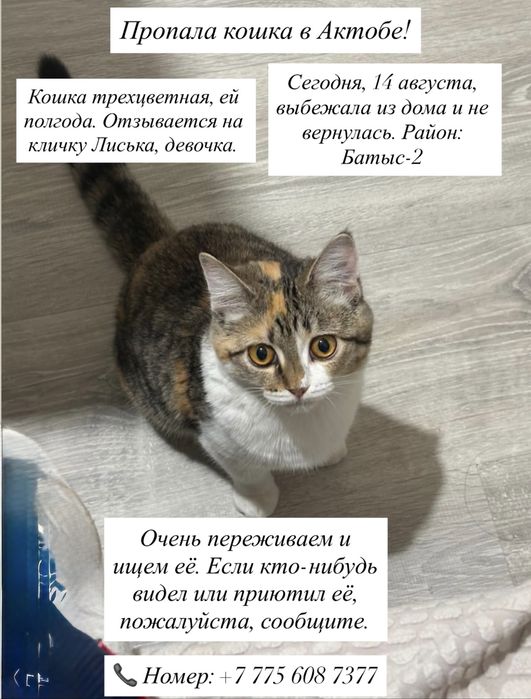 Пропала домашняя кошка