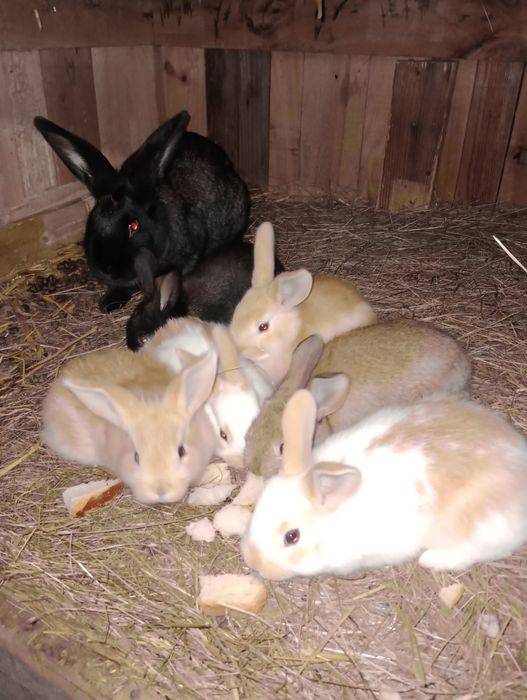 6 pui iepure cauta alta casa.