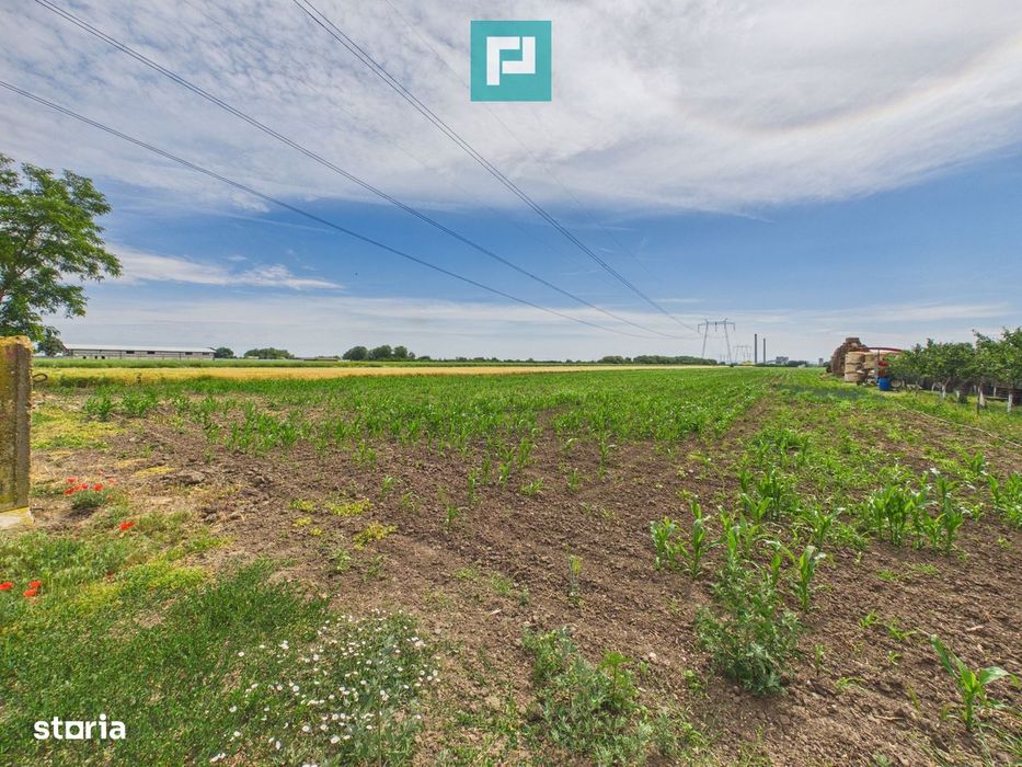 Teren extravilan 5000 mp, Arad