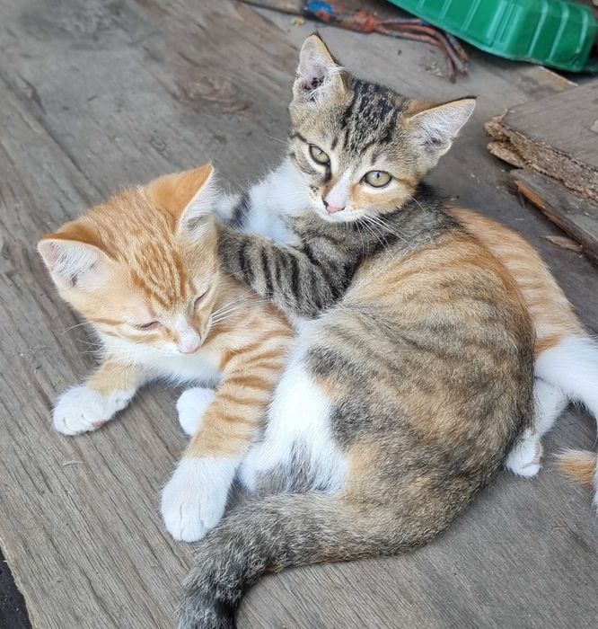 Отдам котят в добрые руки