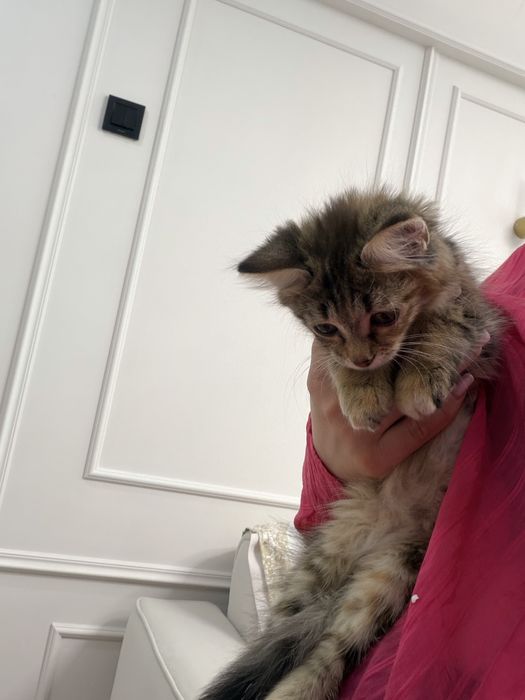 Котенок девочка ищет дом