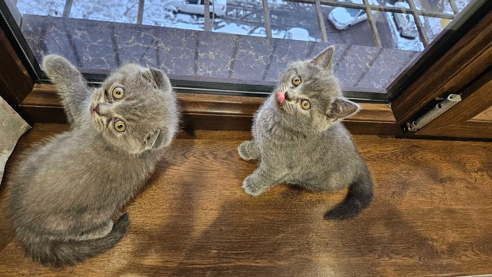 scottish fold Котята