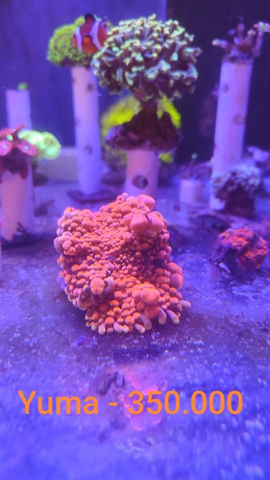 Akvarium korallari sotiladi