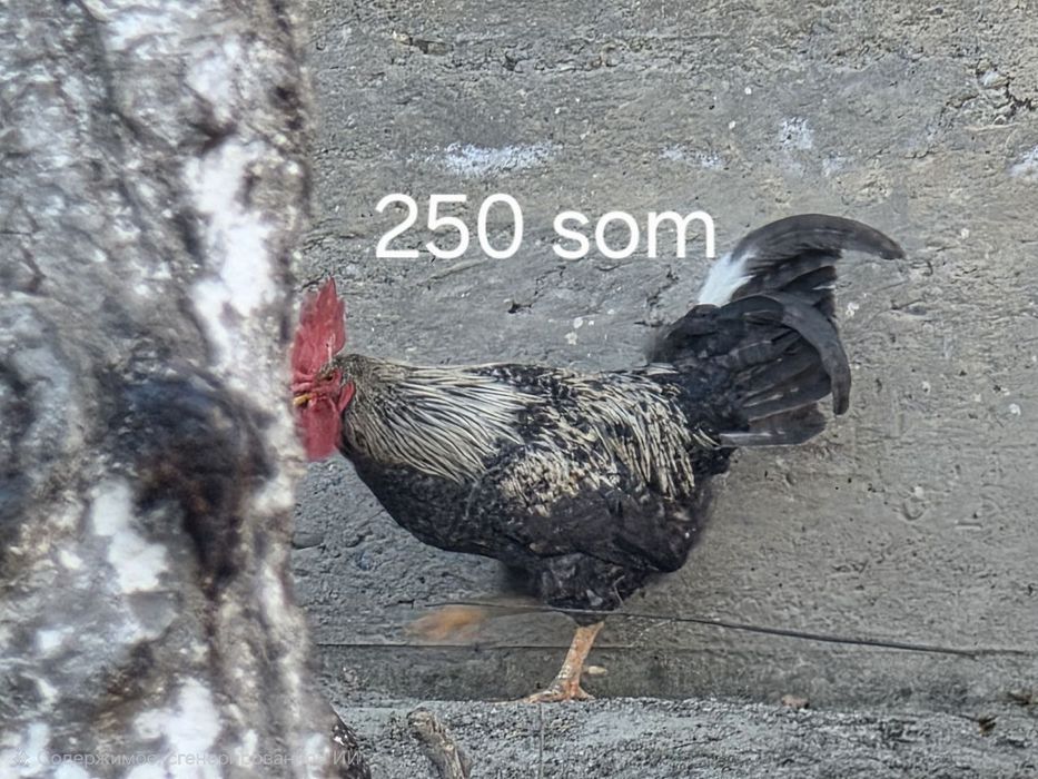 Uy xorozlari sotiladi va  Zotor xorozlar