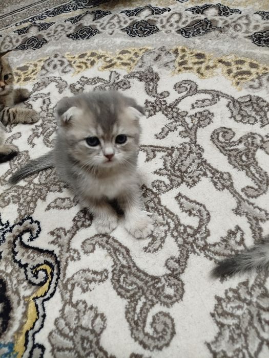 Сотилади тоза зоти онаси фолд отаси Шиншилла  1ярим ойли