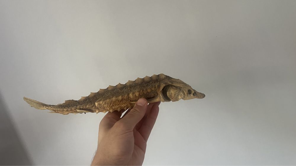 Препарирана риба есетрова