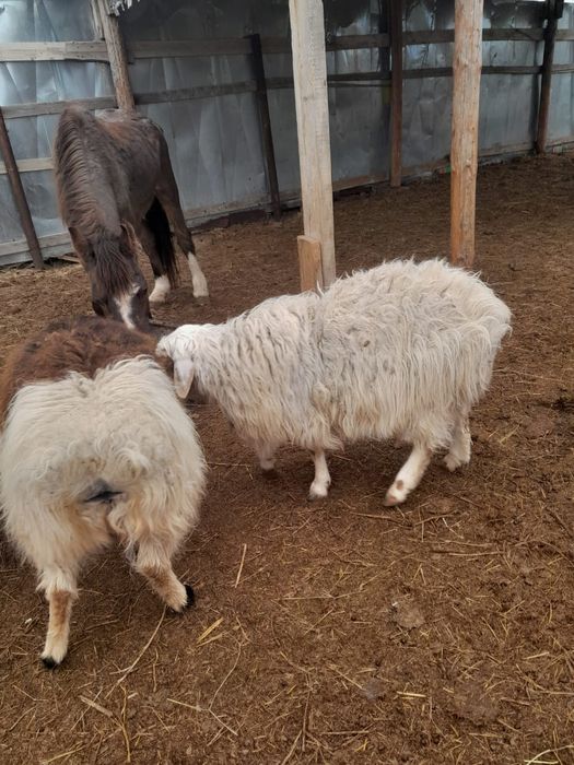 Қошқар мен сек сатылады