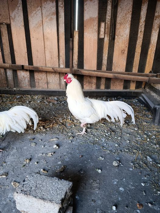 Găini ouătoare Schijndelaar