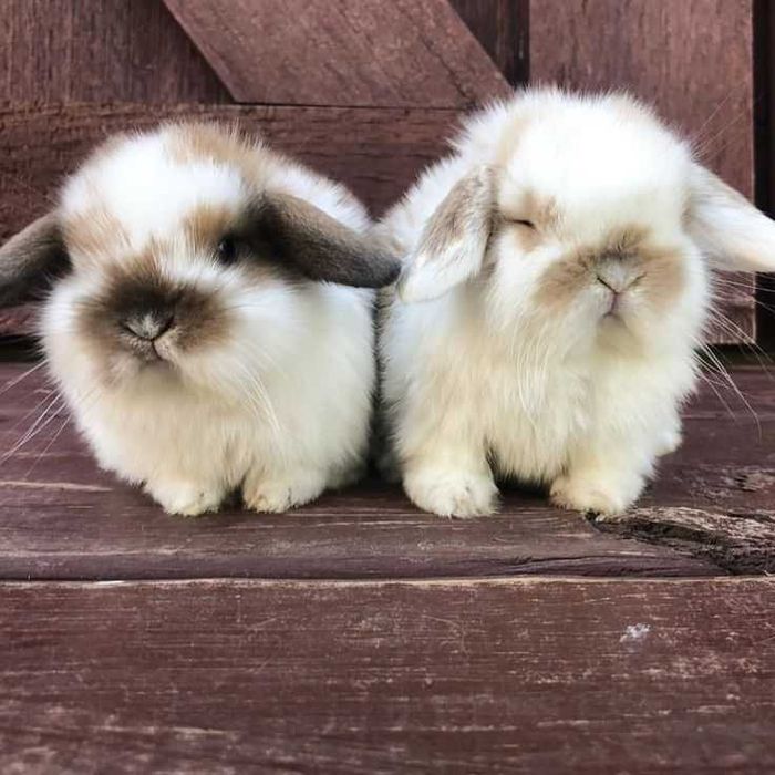Iepurasi berbec pitic - Mini lop