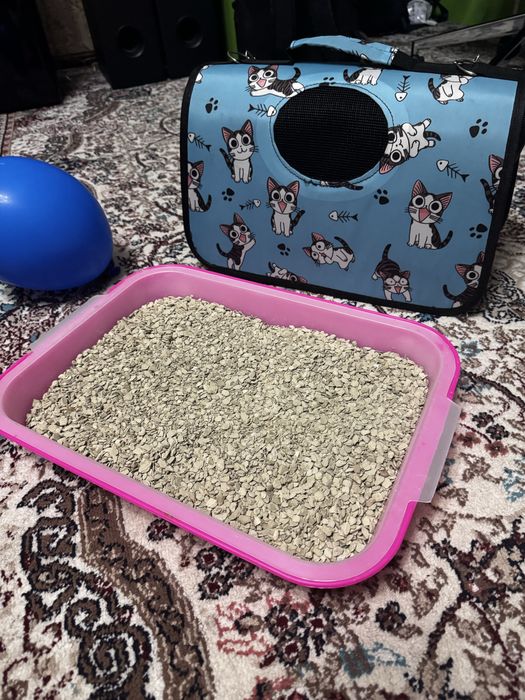 Uy mushugi Домашний котенок