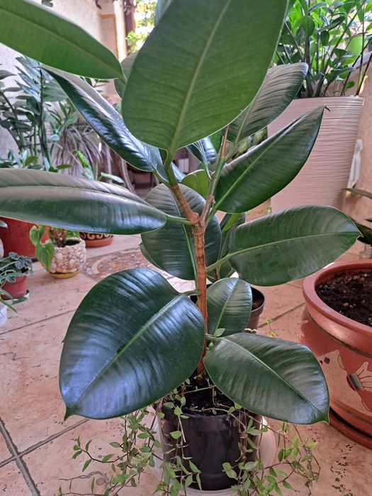 Комнатные растения