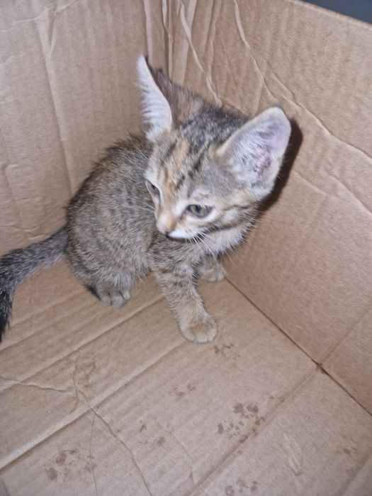 Кошки 1 девочка 2 мальчик