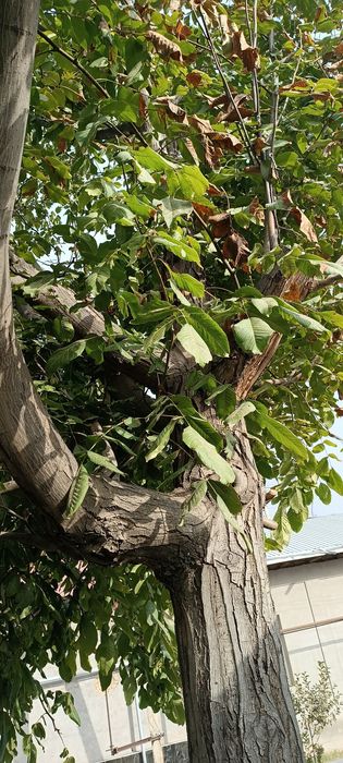 Ёнгок дарахти сотилади,