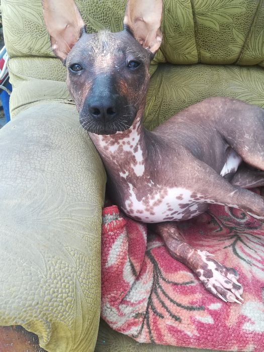 Кобель на вязку.