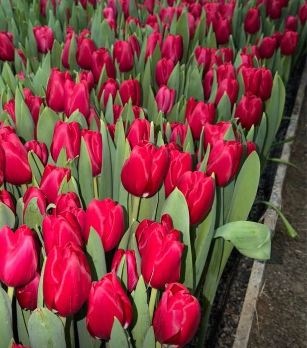 Тюльпаны  красивые