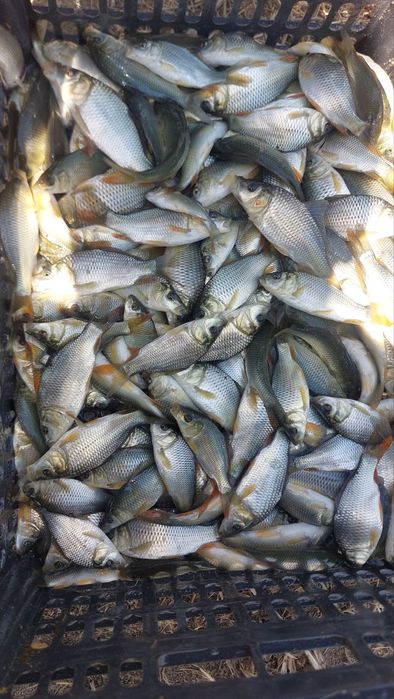 Baliq Баликлар Бор бокиш учун балиқ рыби оптом Сазан Амур Талсталоб