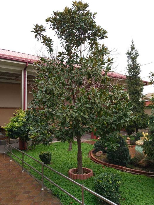 Магнолия ва арча сотилади